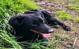 Labrador cani in regalo: ANTONIA, mix labradorina cioccolato a Provincia di Latina - Immagine 5