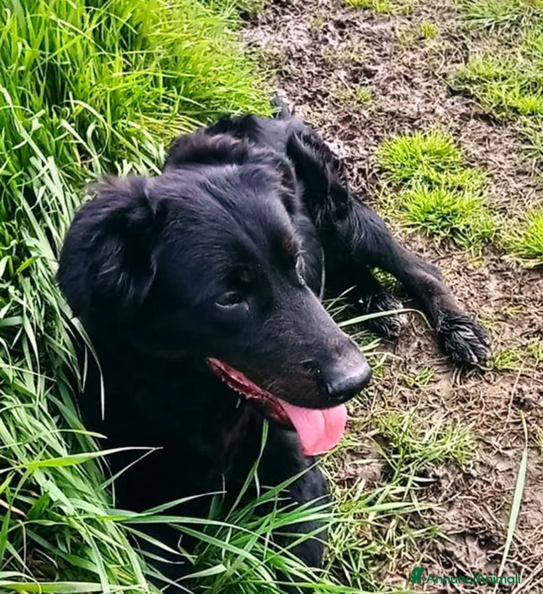 Labrador cani in regalo: ANTONIA, mix labradorina cioccolato a Provincia di Latina - Annuncio 5