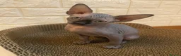 Sphynx gatti in vendita: Cuccioli Sphynks  - Annuncio 3