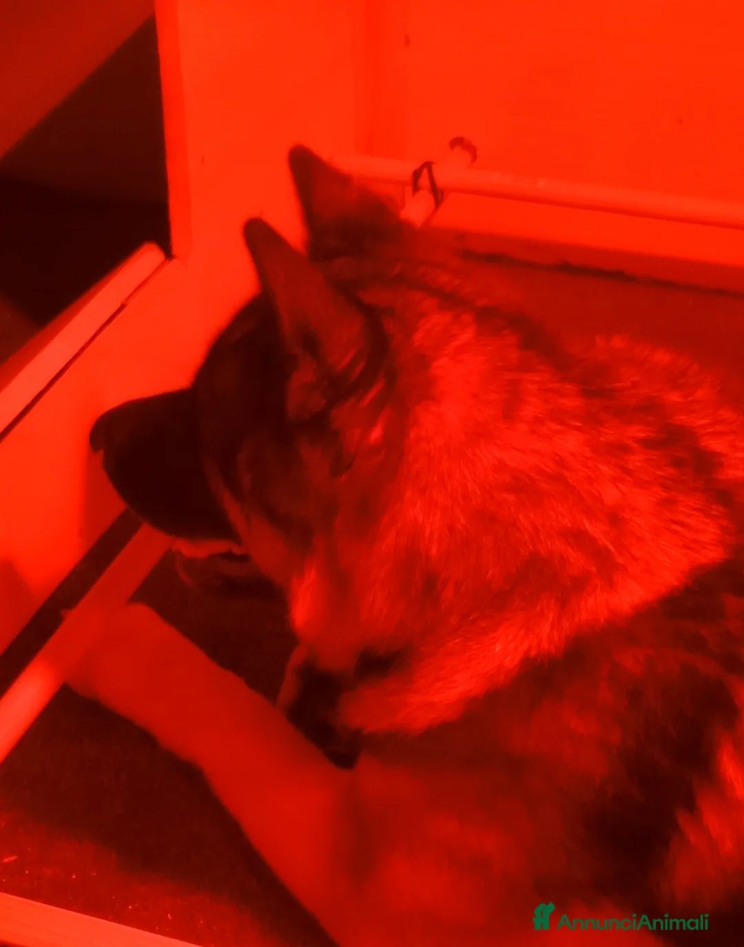 Akita Americano cani in vendita: AKITA AMERICANO  - Annuncio 3