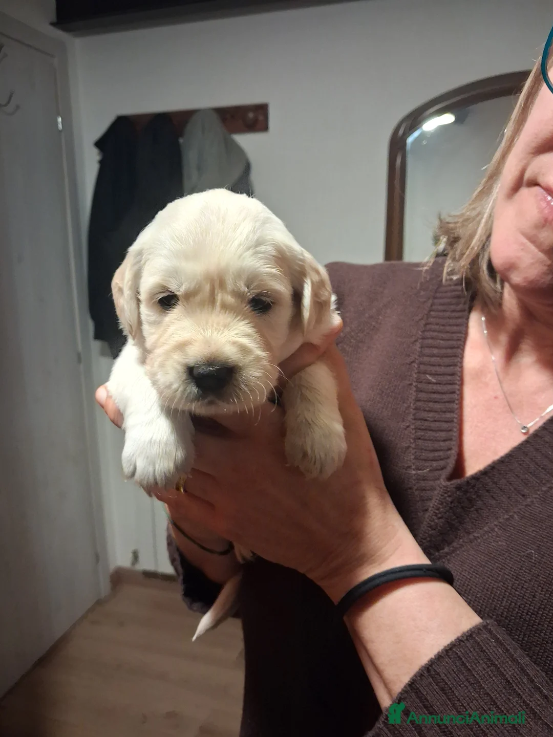 Golden Retriever cani in vendita: Vendesi cuccioli Golden Retriever - Annuncio 12