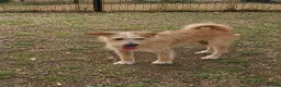 Meticcio cani in regalo: Mix yorkini 4 e7 anni,tg piccola,finiti in canile - Annuncio 7