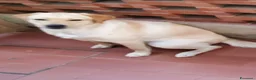 Labrador cani in vendita: Labrador retriever cuccioli a Provincia di Pisa - Annuncio 7