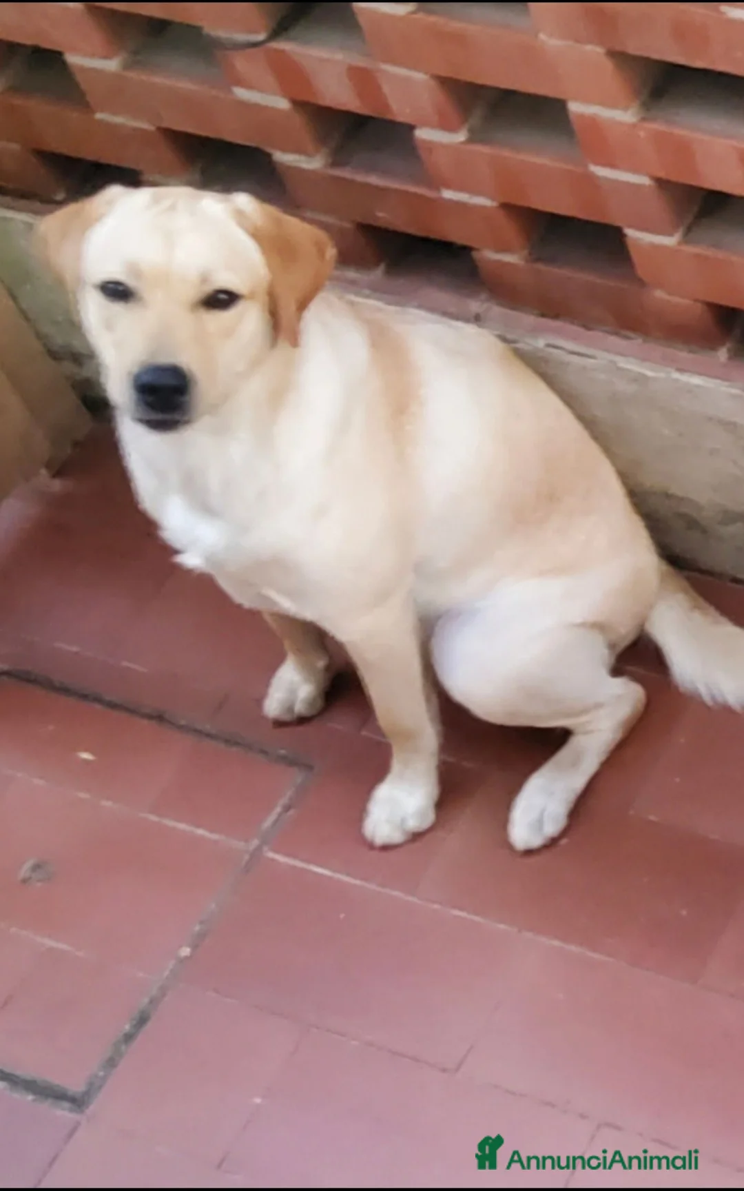 Labrador cani in vendita: Labrador retriever cuccioli a Provincia di Pisa - Annuncio 7