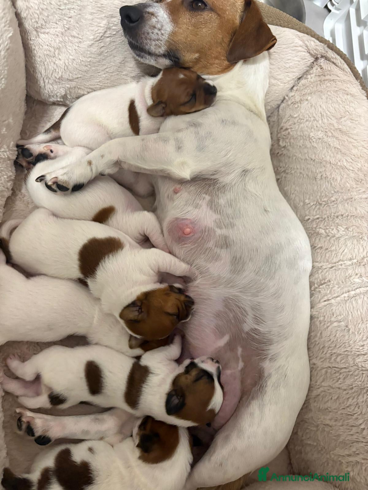 Jack Russell cani Disponibili Cuccioli di Jack Russel  - Annuncio 2