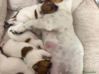 Jack Russell cani Disponibili Cuccioli di Jack Russel - Annuncio 2