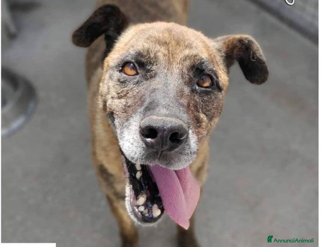 Meticcio cani in regalo: BALU' buono con tutti nonostante tutto - Annuncio 1