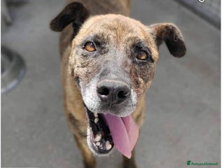 Meticcio cani BALU' buono con tutti nonostante tutto - Annuncio 24