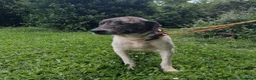 Meticcio cani in regalo: Luna 2anni e 1/2,tg grandina,ok gatti SOS ROMA  - Annuncio 3