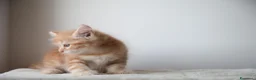 Siberiano gatti in vendita: Cucciola siberiana - Annuncio 2
