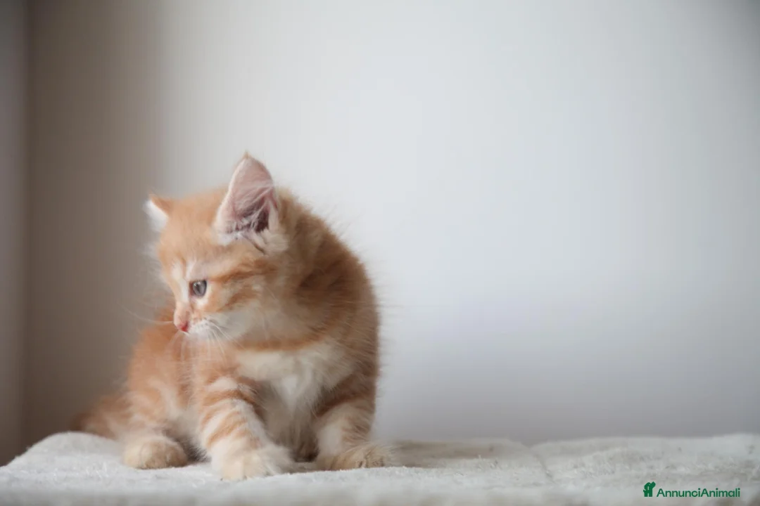 Siberiano gatti in vendita: Cucciola siberiana - Annuncio 2