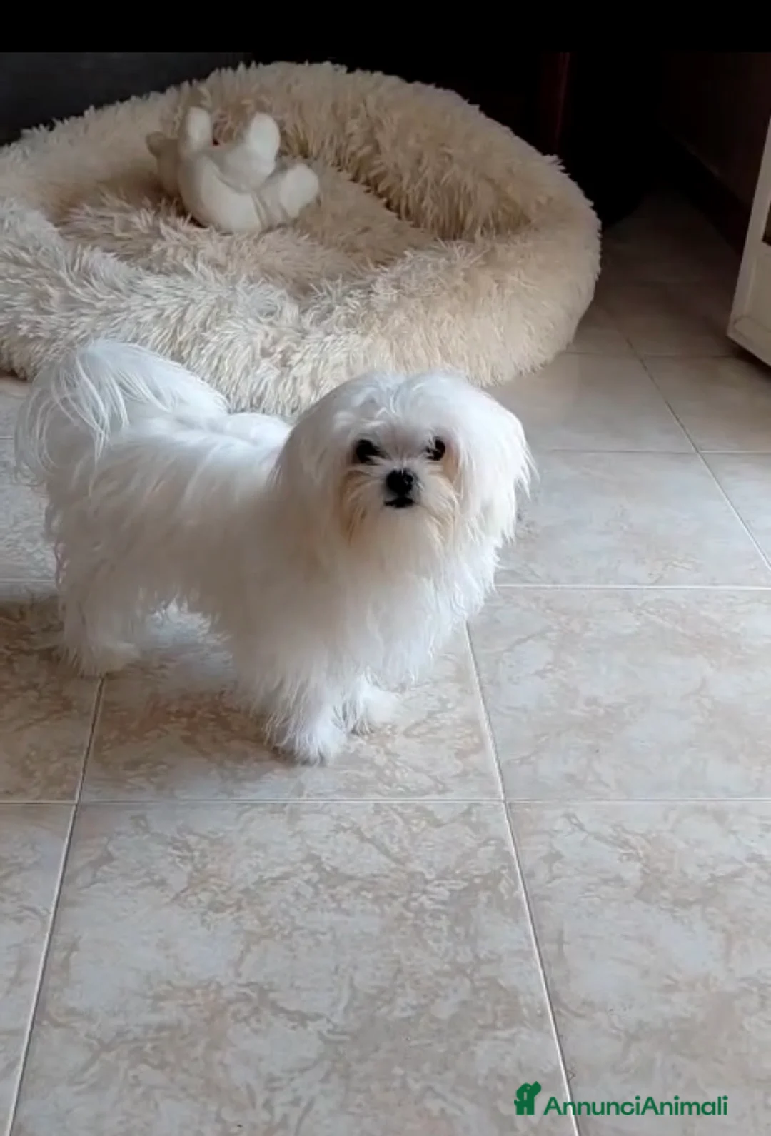 Maltipoo cani in vendita: Cuccioli Maltipoo maschi - Annuncio 2