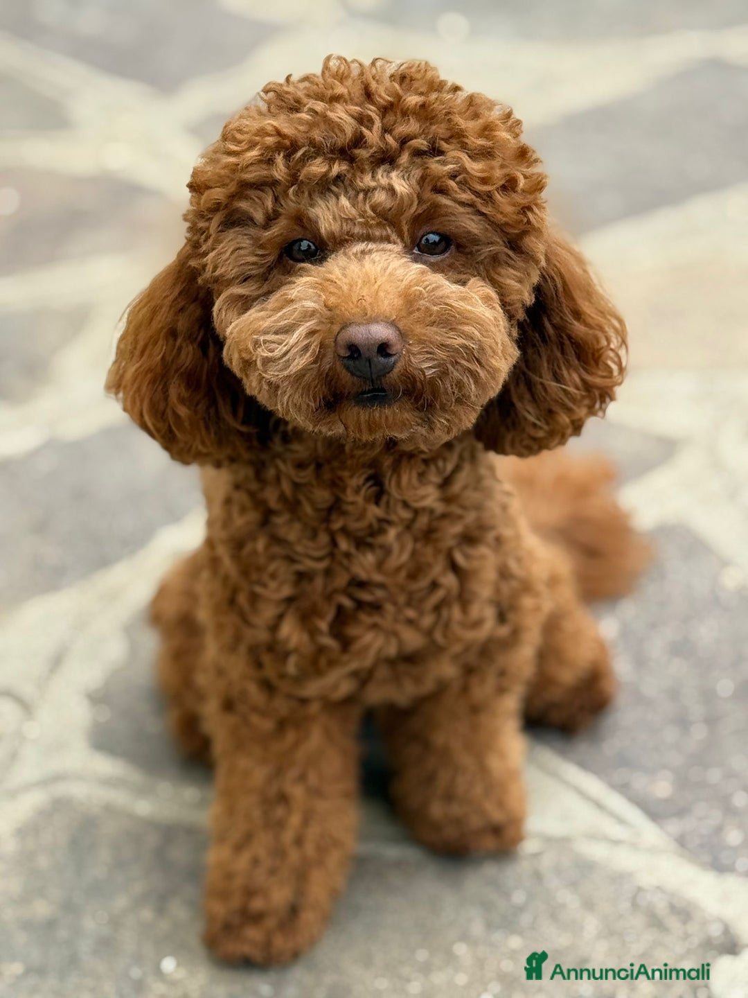 Barboncino cani per accoppiamento: Barboncino red nano, cerca fidanzata - Annuncio 2