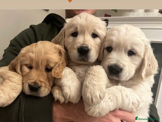 Golden Retriever cani Ultimi due cuccioli di Golden Retriever a Provincia di Varese - Annuncio 10