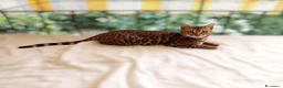 Bengala gatti in vendita: Cuccioli di Bengala disponibili  - Annuncio 5