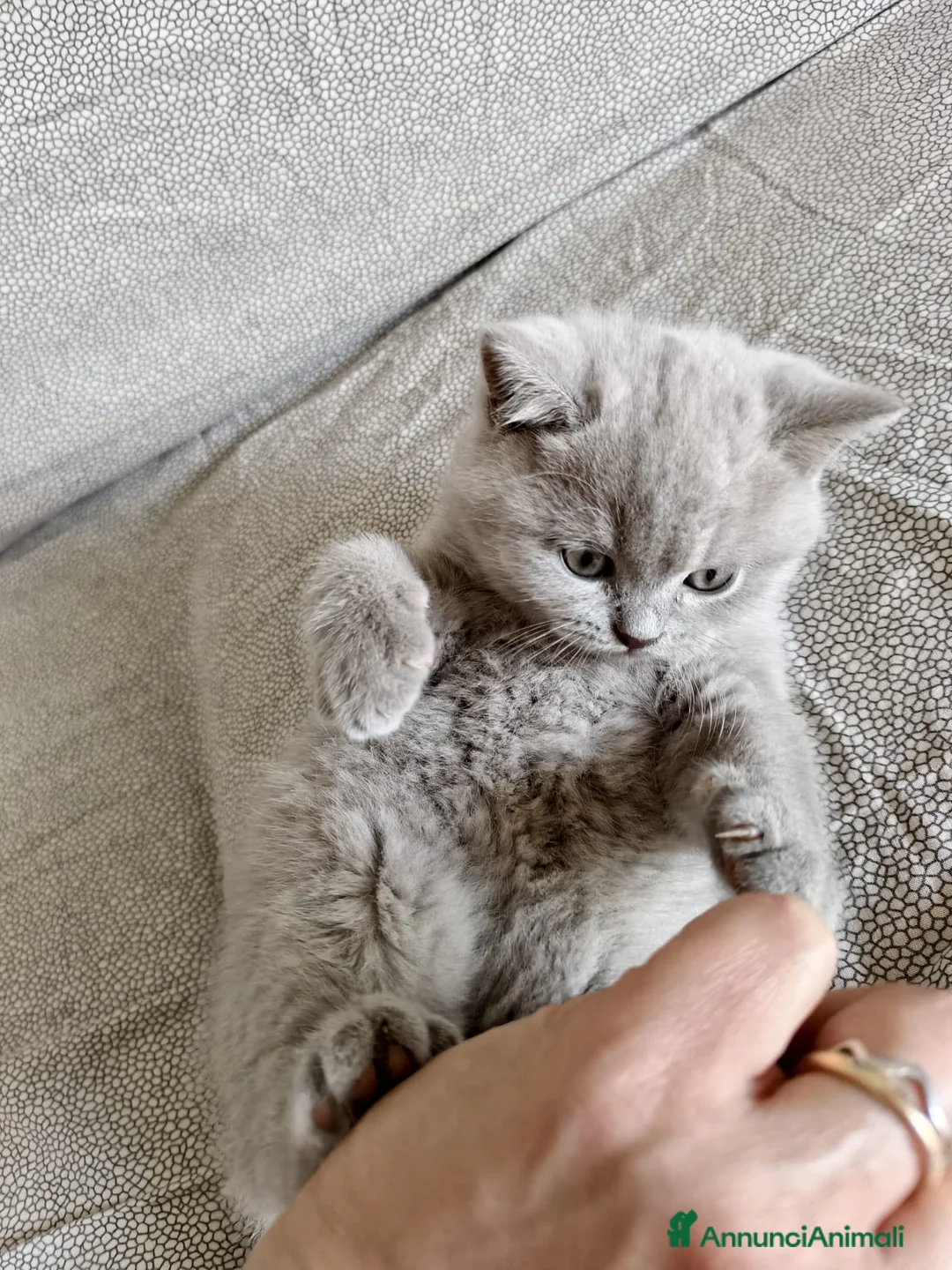 British gatti in vendita: British Shorthair Lilac - Annuncio 2