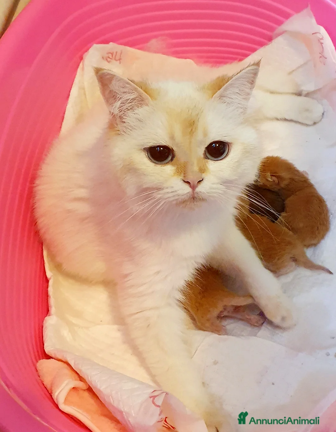 British gatti in vendita: British shorthair Golden  - Annuncio 2