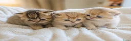Scottish gatti in vendita: Cuccioli scottish fold disponibili - Annuncio 4