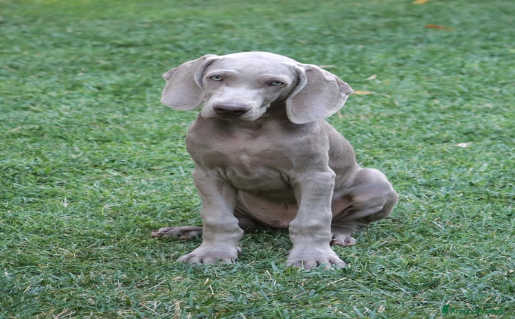 Weimaraner cani a Provincia di Reggio Emilia - Annuncio 1