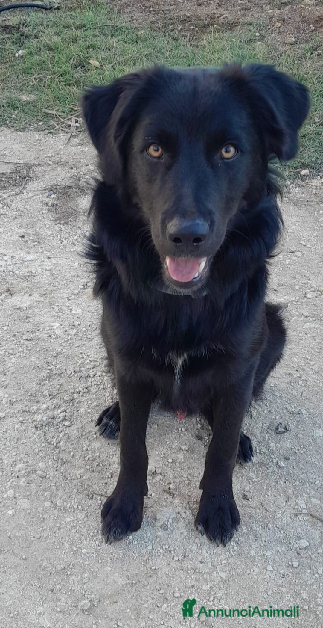 Meticcio cani in regalo: LUCIO MIX LABRADOR/BORDER COLLIE - Annuncio 5