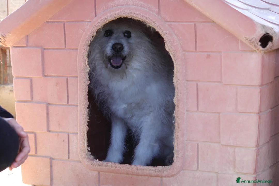 Meticcio cani in regalo: Neve da troppo tempo aspetta una famiglia - Annuncio 5