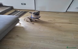 Bulldog Francese cani in vendita: Bulldog francese  a Città metropolitana di Palermo - Immagine 4