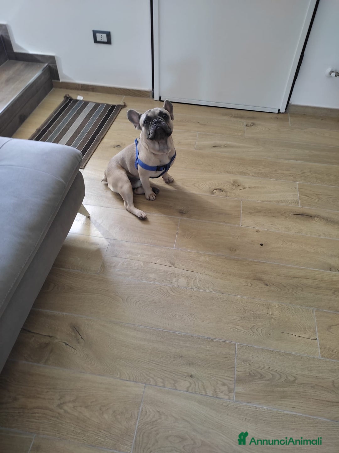 Bulldog Francese cani in vendita: Bulldog francese  a Città metropolitana di Palermo - Immagine 4