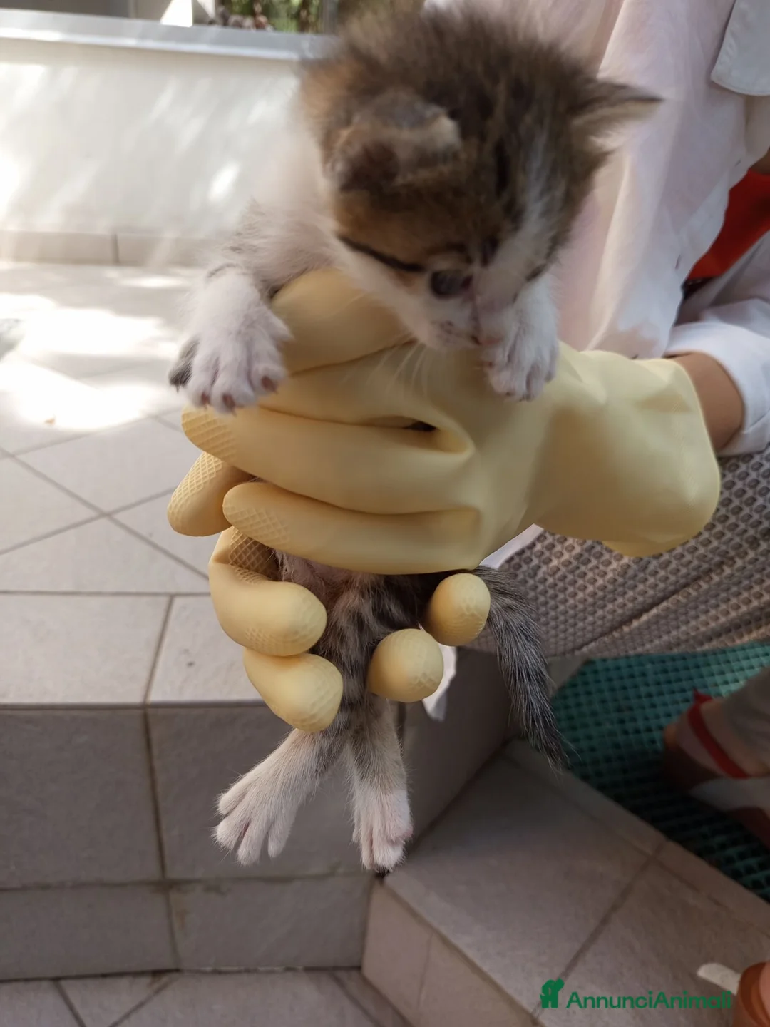 Meticcio gatti in regalo: REGALO 5 GATTINI NATI IL 1.8.26 - Annuncio 5