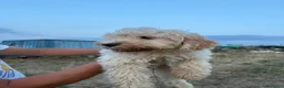 Lagotto cani in vendita: Lagotto  - Annuncio 3