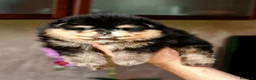 Spitz cani in vendita: Spitz di Pomerania NANO  - Annuncio 5