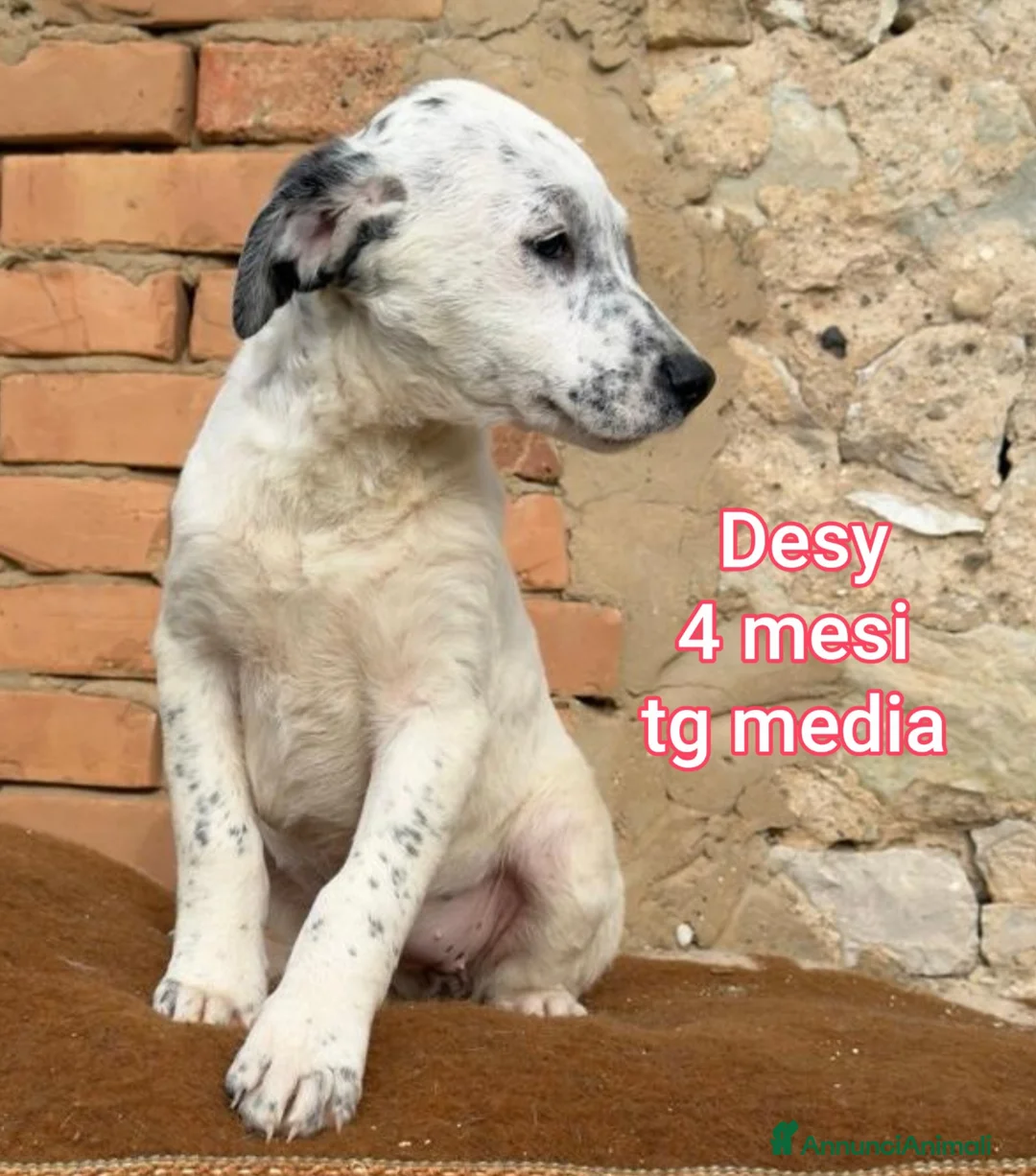 Meticcio cani in regalo: CUCCIOLI BISOGNOSI IN CERCA D'AMORE  - Annuncio 10