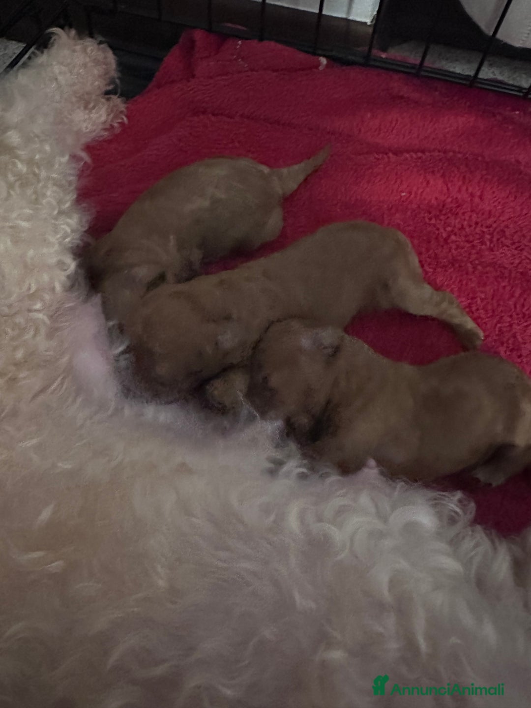 Barboncino cani in vendita: Barboncini cuccioli  a Provincia di Treviso - Annuncio 5