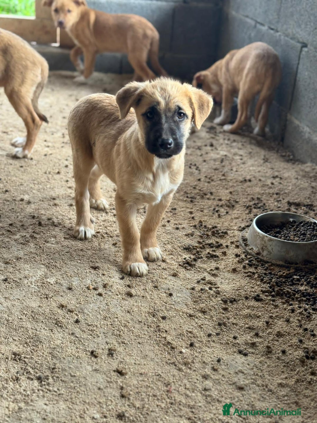 Altre razze cani in regalo: MARVEL, MODESTO, MURDOK,MAYA,MOIRA, MARLENE E MUSO - Annuncio 6