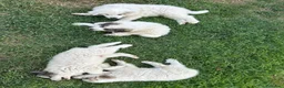 Cane da Montagna dei Pirenei cani in vendita: Sette cuccioli di Cane da Montagna dei Pirenei - Annuncio 9