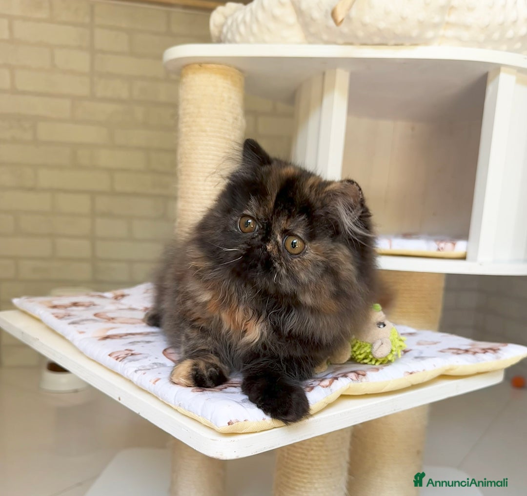 Persiano gatti in vendita: Cucciola persiana pura Tortie a Metropolitan City of Rome Capital - Immagine 4