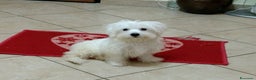 Maltese cani in vendita: DUE CUCCIOLATE DI MALTESI - Annuncio 3