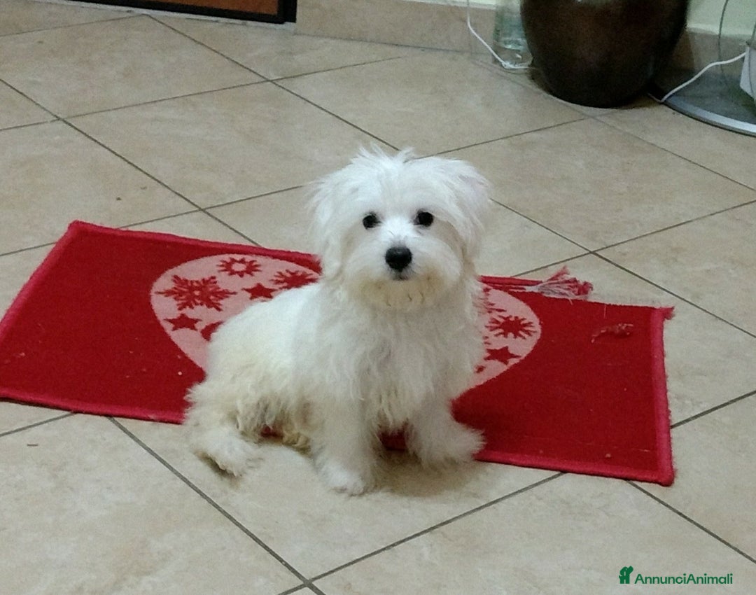 Maltese cani in vendita: DUE CUCCIOLATE DI MALTESI - Annuncio 3