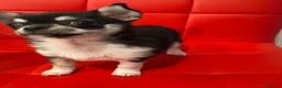 Chihuahua cani in vendita: Cucciola Chihuahua femmina – dolcissima – a Città Metropolitana di Firenze - Annuncio 5