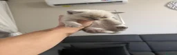 British gatti in vendita: Bellissimi gattini cercano una mamma e un papà a Provincia di Foggia - Annuncio 7