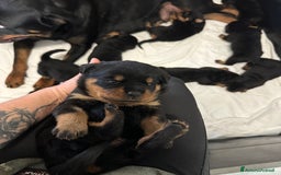 Rottweiler cani in vendita: Cuccioli maschi ROTTWEILER  a Metropolitan City of Turin - Immagine 14
