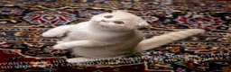 Scottish gatti in vendita: Maschietti Scottish Fold - Annuncio 11
