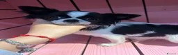 Chihuahua cani in vendita: Chihuahua pelo lungo bicolore a Città Metropolitana di Torino - Annuncio 2