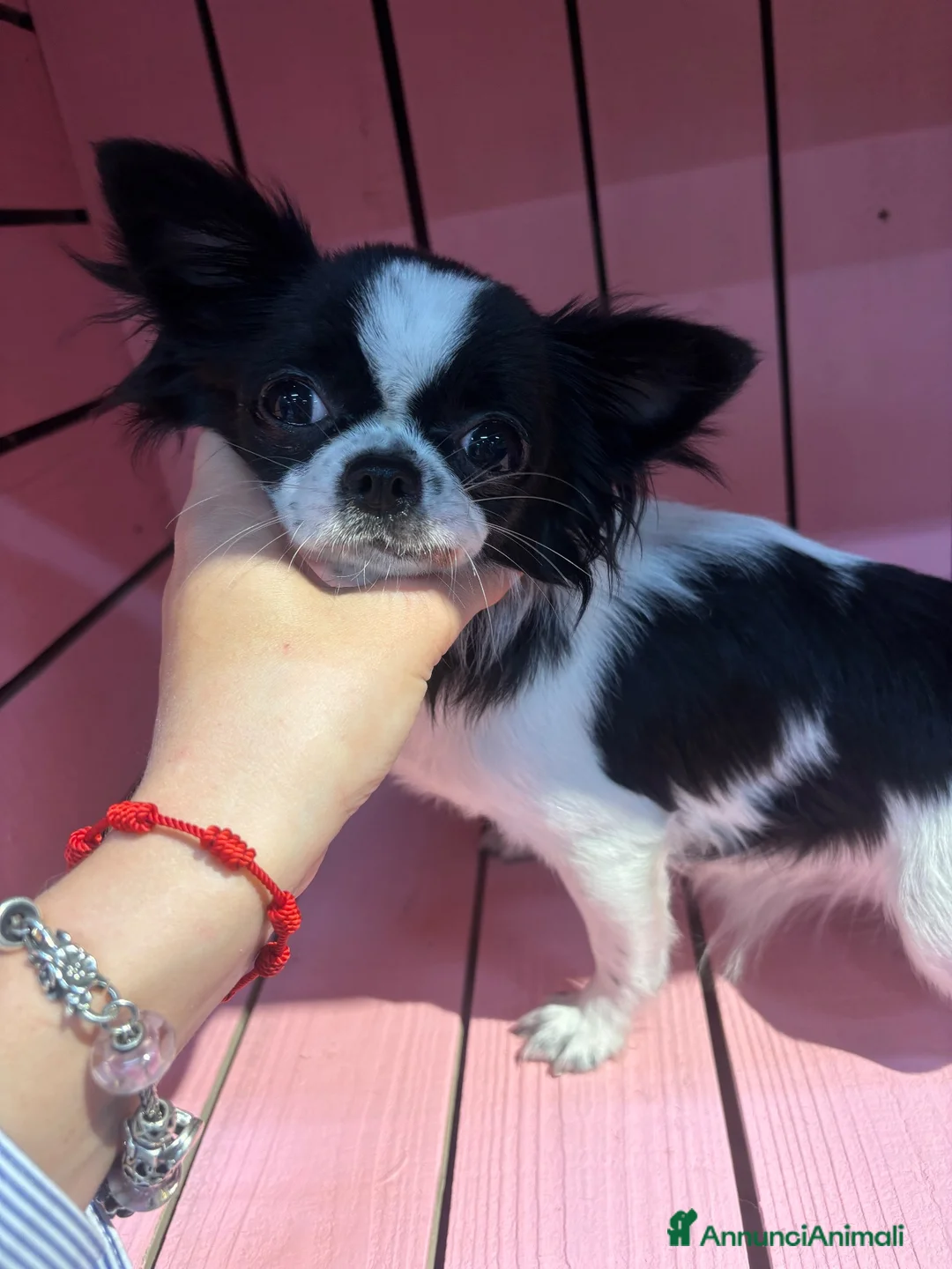 Chihuahua cani in vendita: Chihuahua pelo lungo bicolore a Città Metropolitana di Torino - Annuncio 2