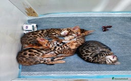 Bengala gatti in vendita: CUCCIOLI BENGALA a Provincia di Treviso - Immagine 7