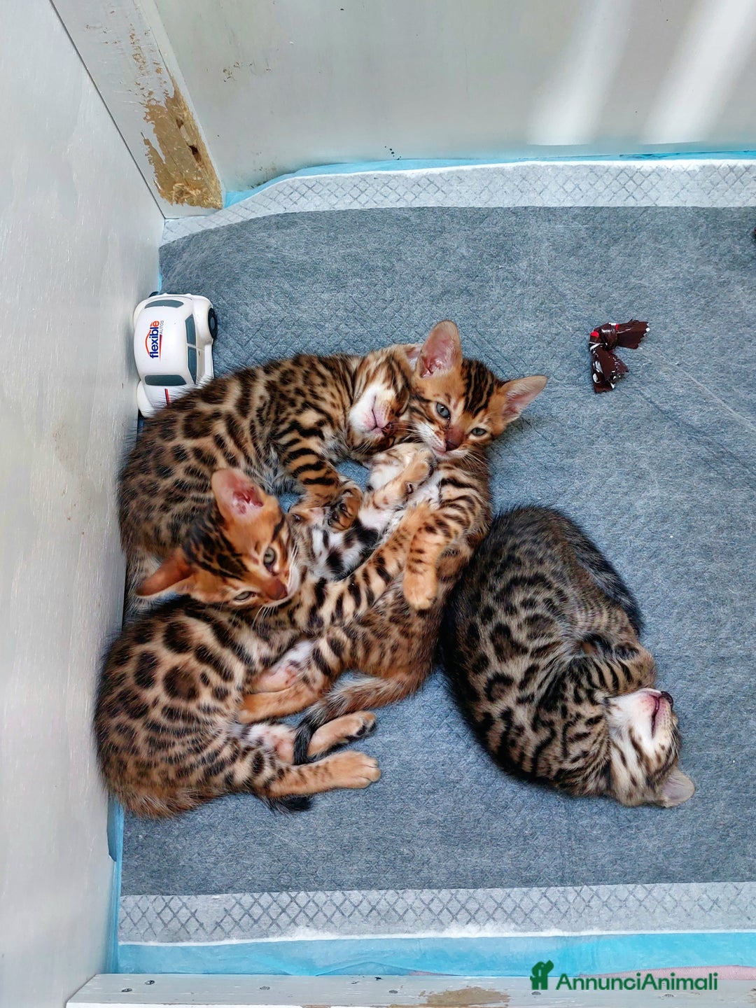 Bengala gatti in vendita: CUCCIOLI BENGALA a Provincia di Treviso - Immagine 7