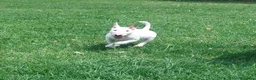Bull Terrier cani in vendita: Cucciola di bull terrier standard - Annuncio 5