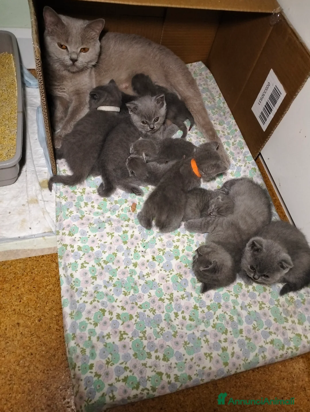 British gatti in vendita: Cucciola British Shorthair  - Annuncio 2