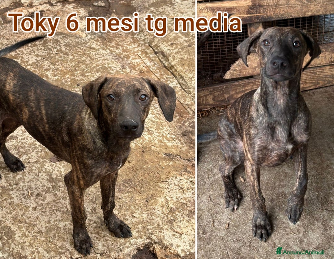 Meticcio cani in regalo: CUCCIOLI ABBANDONATI: EMERGENZA  - Annuncio 10