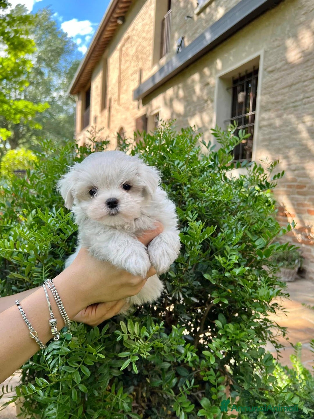 Maltese cani in vendita: Bellissimi maltesi cuccioli a Città Metropolitana di Venezia - Annuncio 1