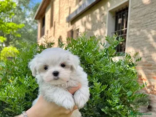 Maltese cani Bellissimi maltesi cuccioli a Città Metropolitana di Venezia - Annuncio 32